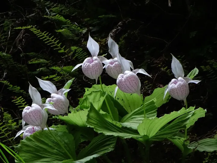 Formosan lady's slipper