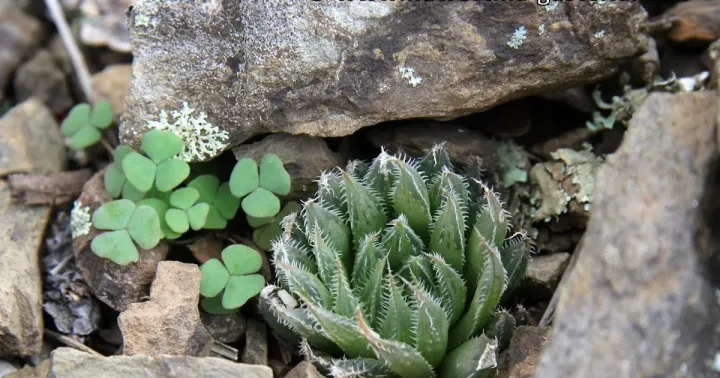 Haworthia aristata
