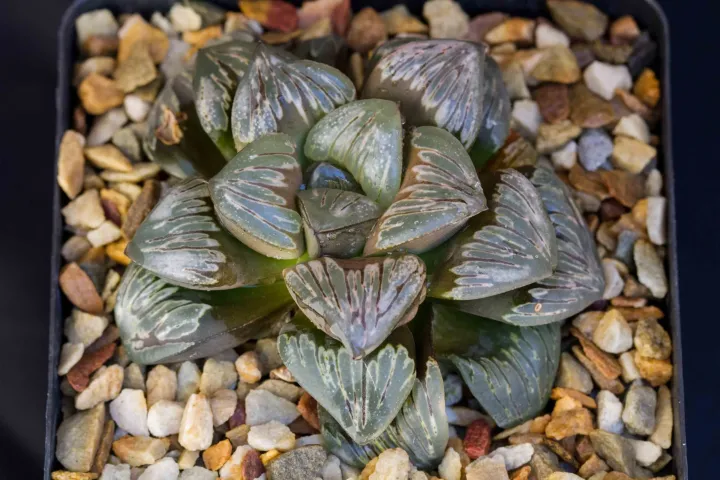 Haworthia mutica