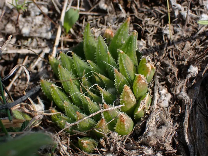 Haworthia nortieri
