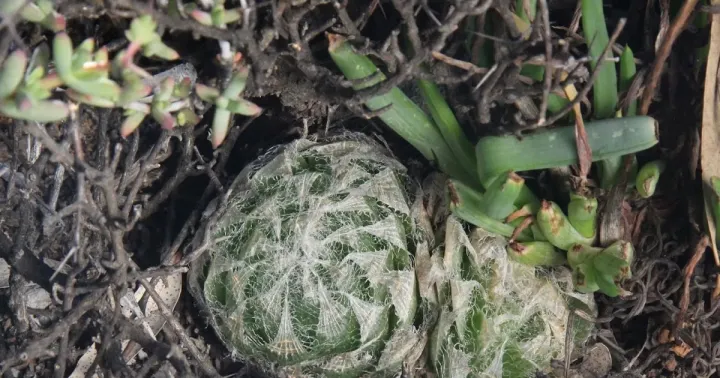 Haworthia semiviva