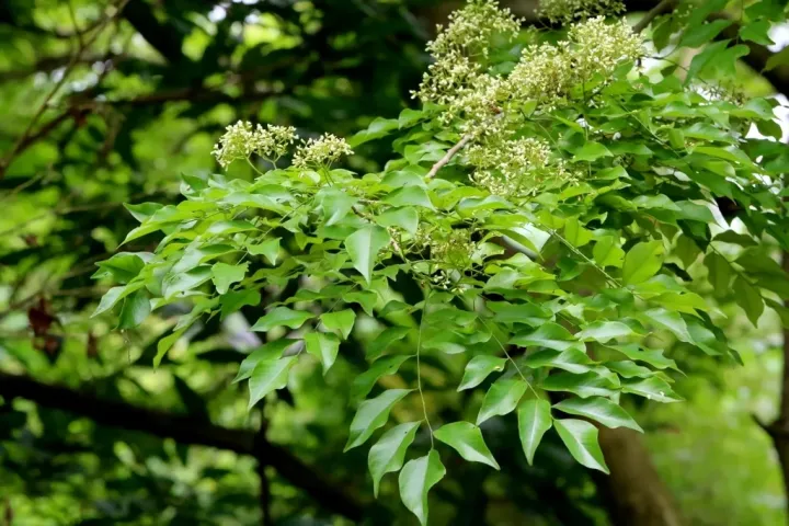 Fragrant Rosewood
