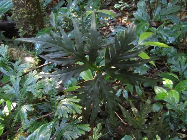 Доріоптеріс благородний