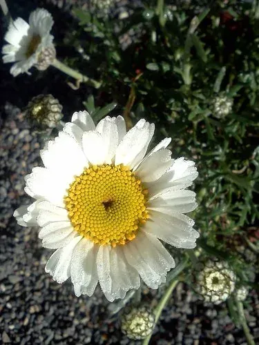 Rhodanthemum arundanum