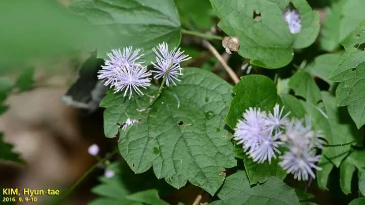 Cimicifuga-leaved meadow-rue