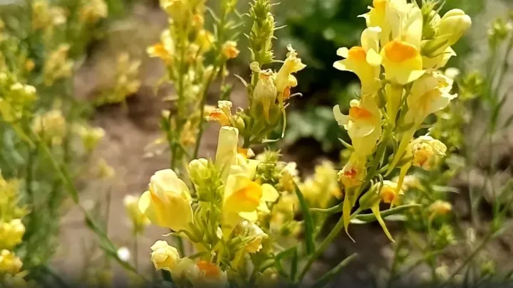 Linaria reticulata