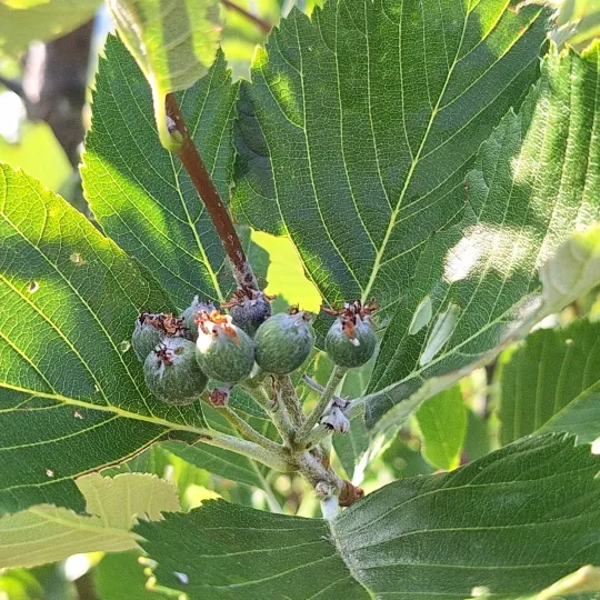 Danubian rowan