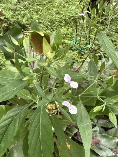 Japanese Dicliptera