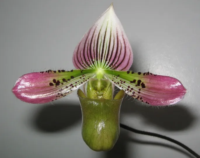 Paphiopedilum acmodontum