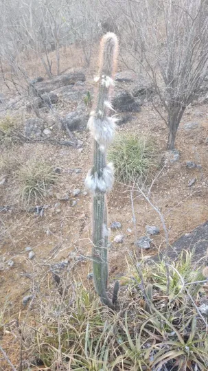 Pilosocereus purpusii