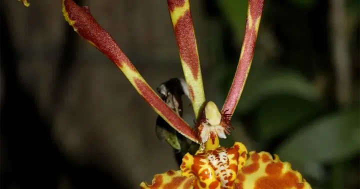 Psychopsis sanderae