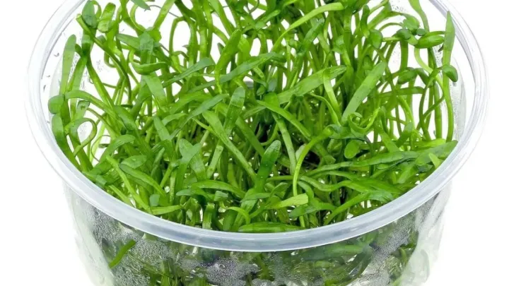 Lilaeopsis novae-zelandiae