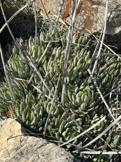 Aloe brevifolia