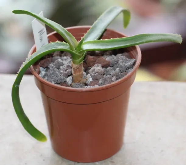 Aloe johannis