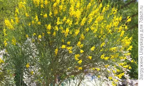 Mount Etna broom