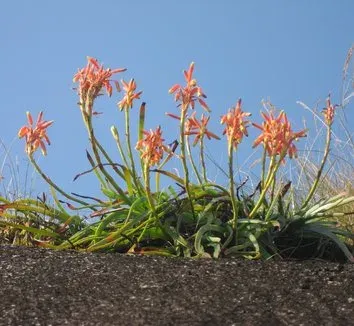 Aloe fragilis