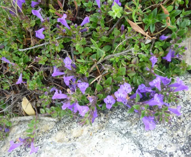 Dalmatian calamint