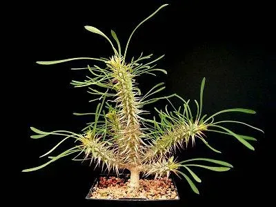 Aaron-Ross spurge