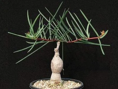 Euphorbia taboraensis