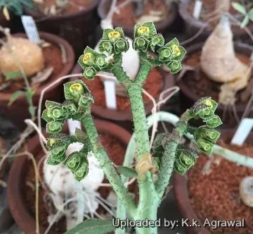 Euphorbia echinulata