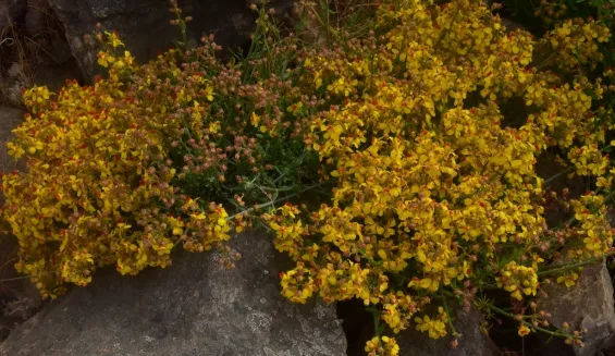Euphorbia amandi