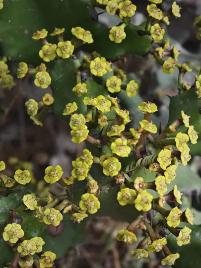 Euphorbia antiquorum