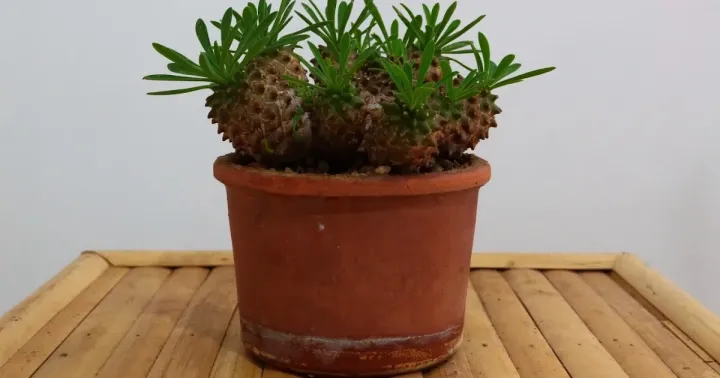 Euphorbia bupleurifolia