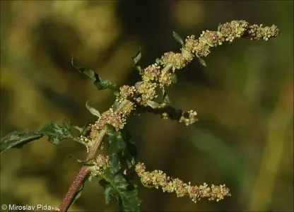 Atriplex lasiantha