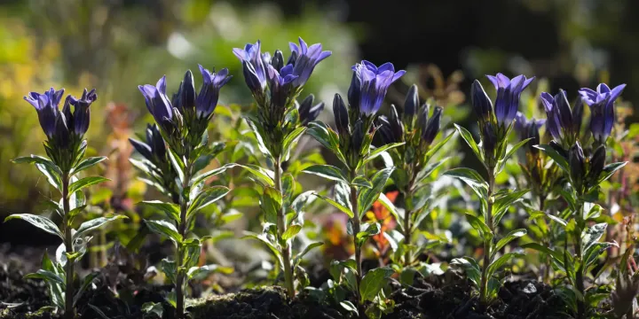 Hybrid Gentiana triflora and Gentiana scabra