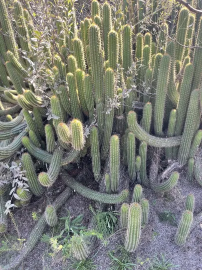 Soehrensia spachiana