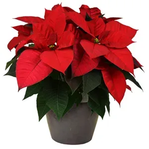 Poinsettia