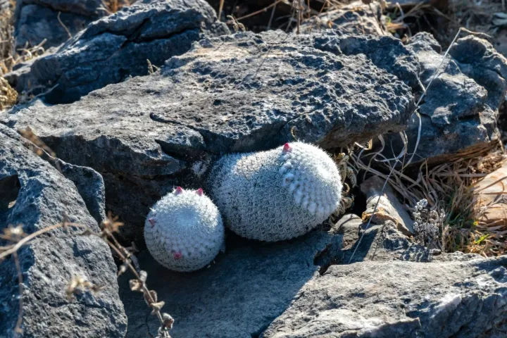 Mammillaria albilanata