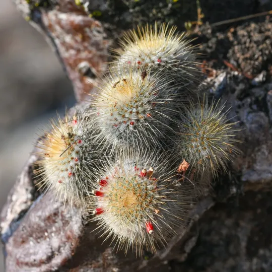 Mammillaria dixanthocentron
