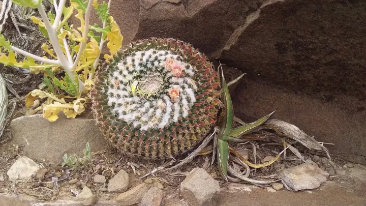 Mammillaria formosa