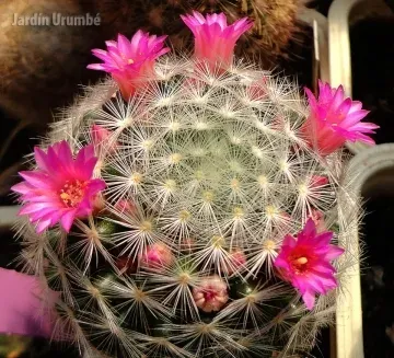Mammillaria laui