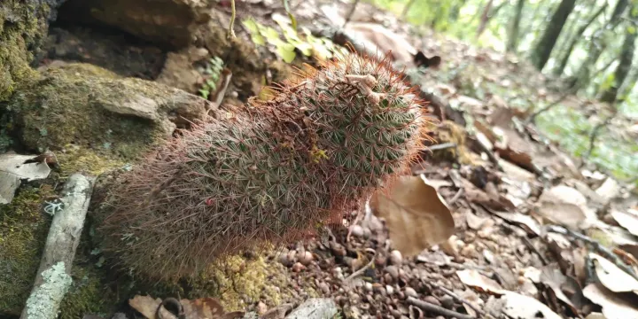 Mammillaria rekoi