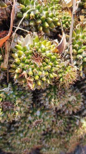 Mammillaria marksiana