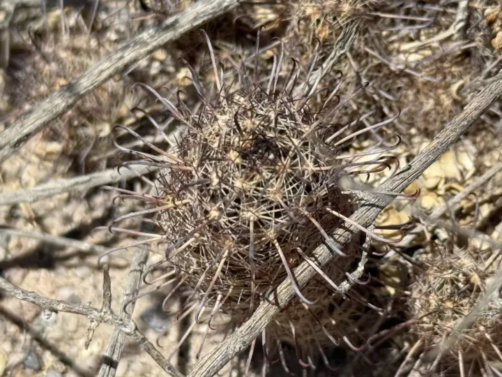 Mammillaria thornberi