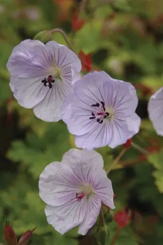Hybrid Geranium (hybrids between Geranium himalayense and Geranium wallichianum)