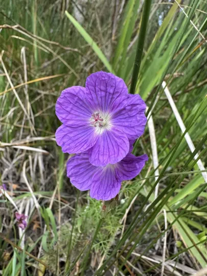 Carpet geranium