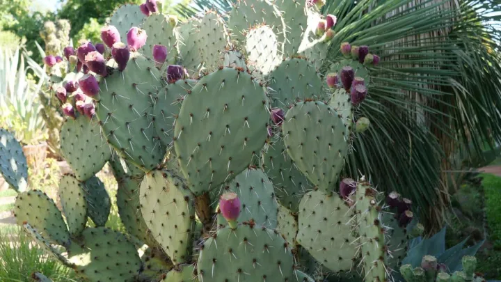 Opuntia tehuantepecana