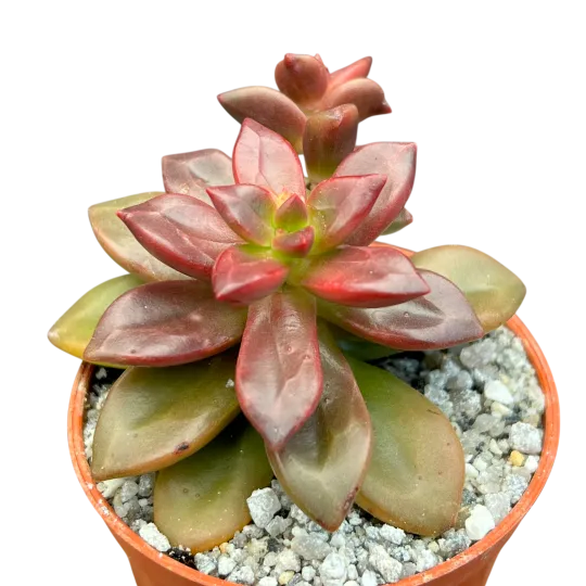 Echeveria compressicaulis