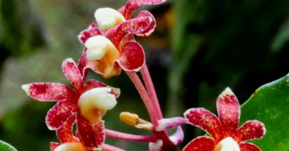 Cylindrolobus compressus