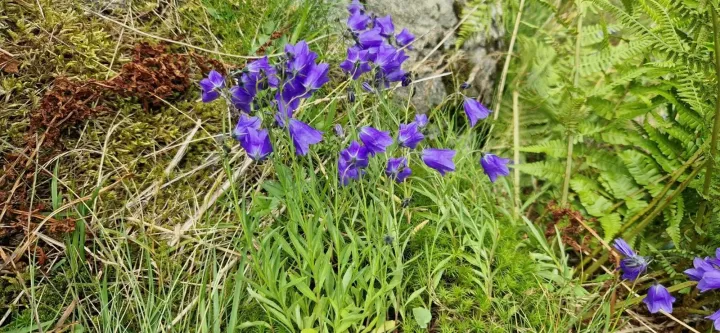 Дзвоники пильчастолисті