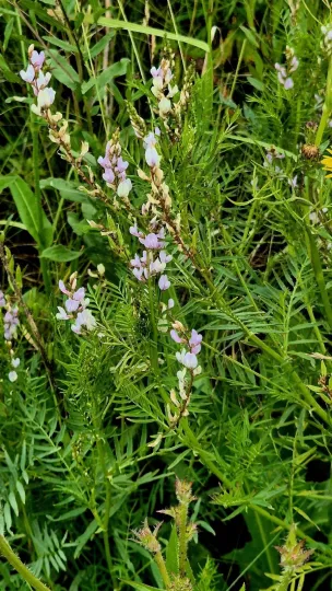 Saltmarsh milkvetch