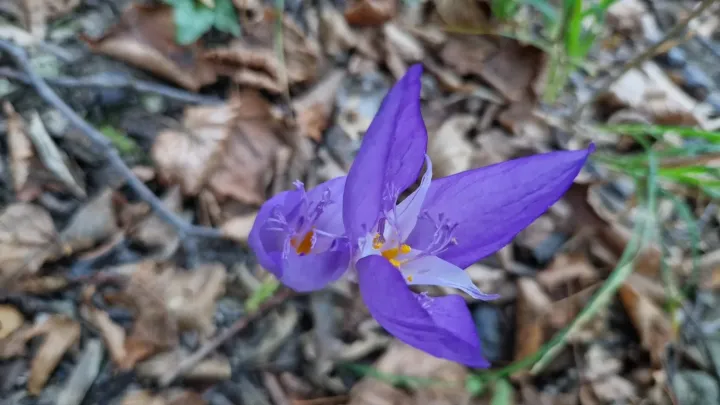 Crocus banaticus