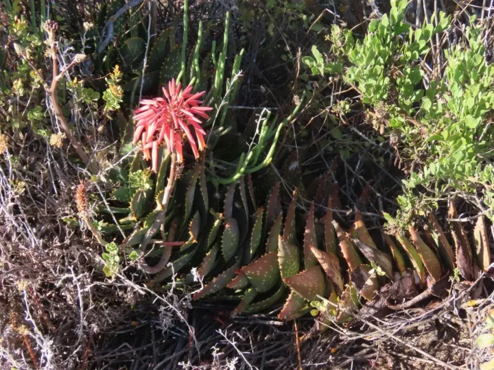 Aloe distans