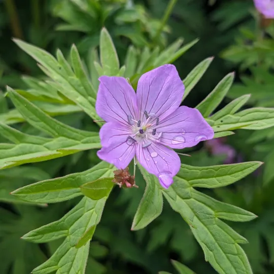 Geranium shikokianum