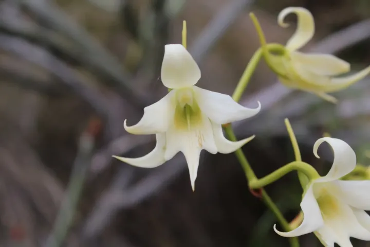 Sobennikoffia humbertiana