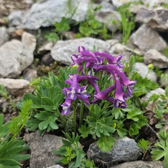 Corydalis conorhiza
